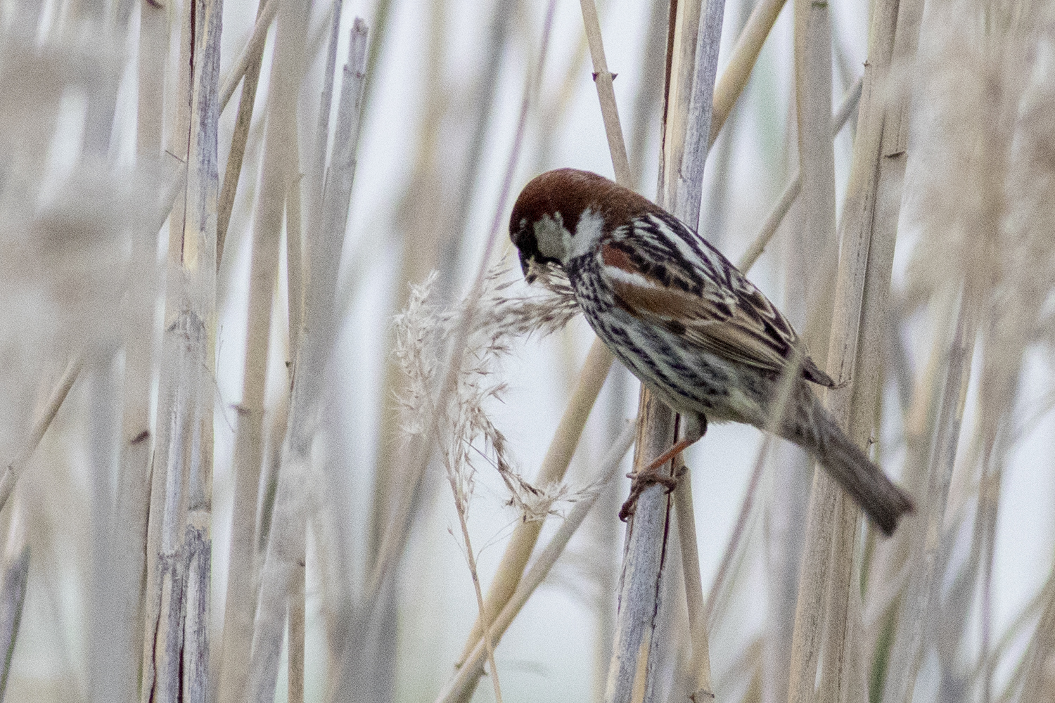 Spanish Sparrow